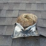 clogged-roof-vents